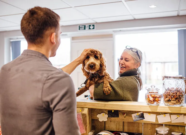 Why Do People Take Their Dog To Boarding?